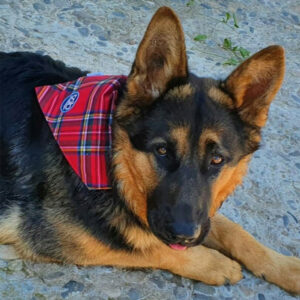 Repelente de Insectos Para Mascotas