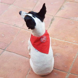 Perro con pañuelo repelente de color rojo